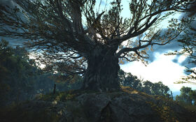 Ancient Oak 1