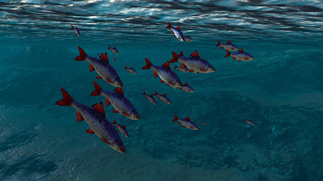 File:Fishes in witcher 3.jpg