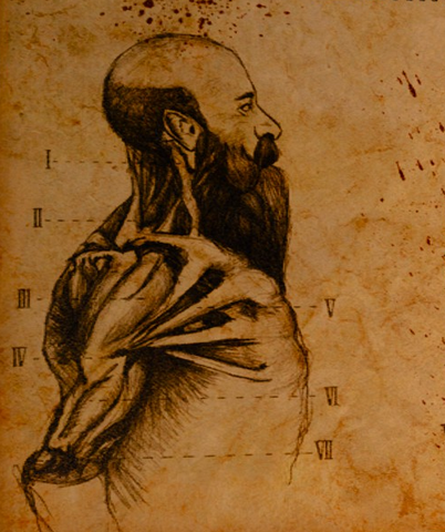 File:Tw3 anatomy of male dwarven body.png