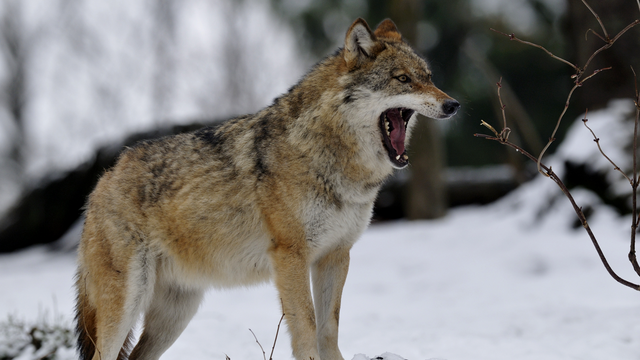 Datei:5-ways-to-survive-a-wolf-attack.png
