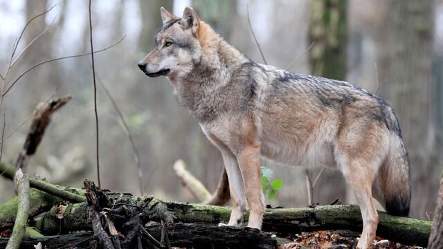 Datei:Der-wolf.jpg