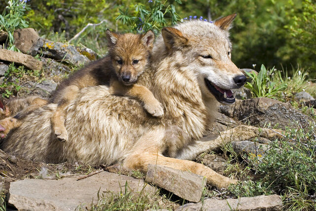 Datei:Wolfsrudel-welpen.jpg