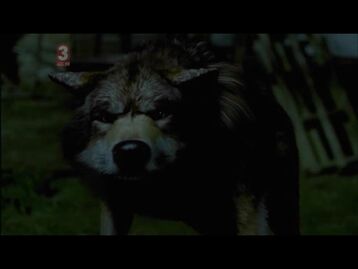 Danielwolf
