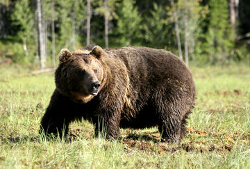 Eurasian-brown-bear-93181990