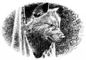 Wolf