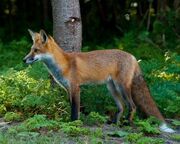Forest fox