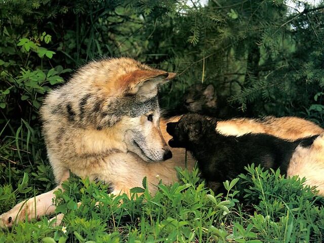 File:Holly Hell Hounds.jpg