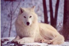 White wolf