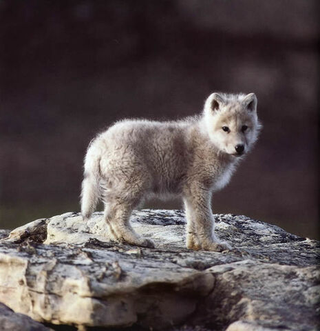 File:Roisethewolf.jpg
