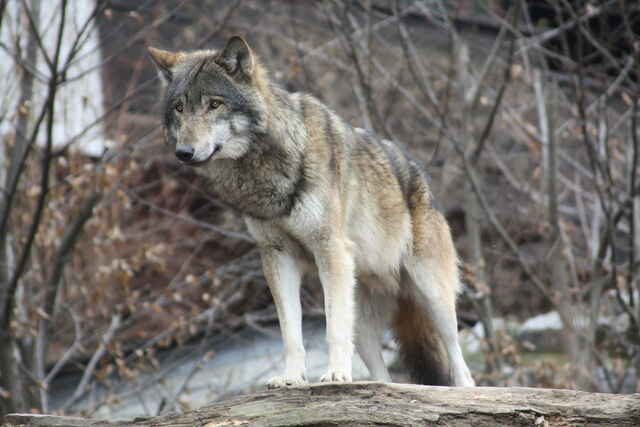 File:Pawsthewolf.jpg