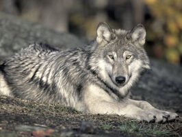 Reinhold-ralph-female-timber-wolf-resting-northern-canada