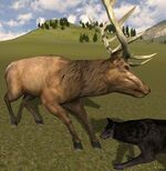 Bullelk (2.5)