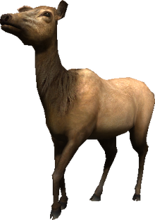 2.7 cow elk idle