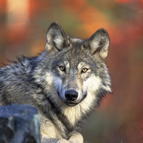 File:Gray-wolf-2.jpg