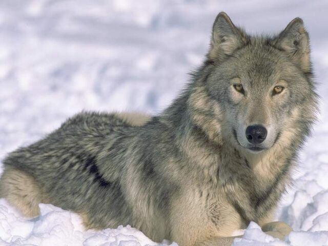 File:Grey wolf.jpg