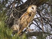 Barn Owl, Tyto alba