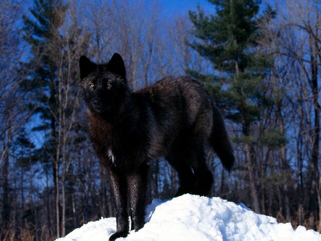 File:Black Wolf in Snow.jpg