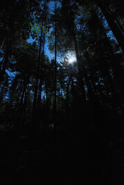 Pine Forest