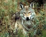 Eastern wolf