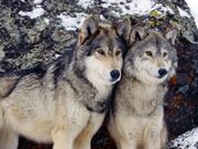 Tawny wolves