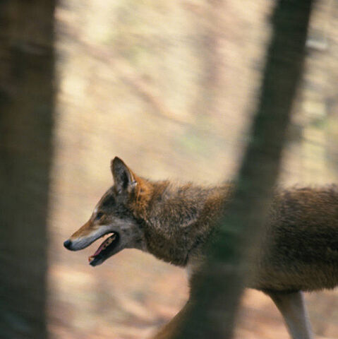 File:Red wolf (Canis rufus).jpg