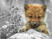 Wolves-fire-and-ice-the-wolf-pack-18328079-1024-768