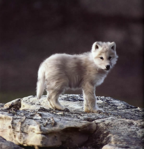 File:Kita.png