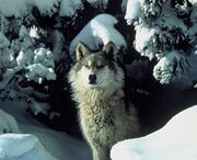 Gray-wolf