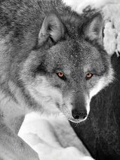 Pale gray wolf