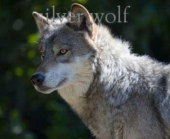 File:Silver Wolf Book Cover.jpg