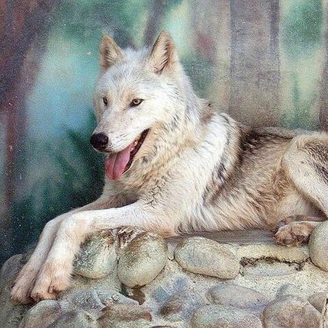File:82505702mackenzie tundra wolf 5.jpg