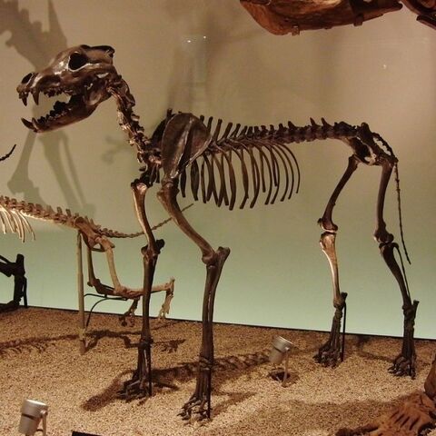 File:Canis dirus skeleton-660x660.jpg