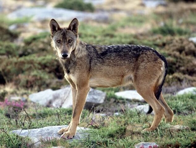 File:36041659Lobo.jpg