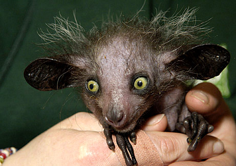 File:Aye-aye.jpg