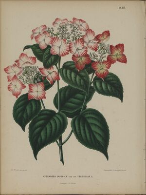 Afbeelding-057-Hydrangea macrophylla.tif