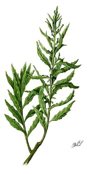 Dysphania ambrosioides Blanco1.69-cropped