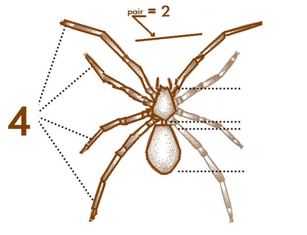 File:Ana Spider-characteristics.png