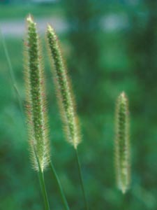 Yellowfoxtail