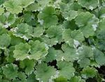 Ground ivy
