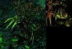 Treant corrupto.jpg