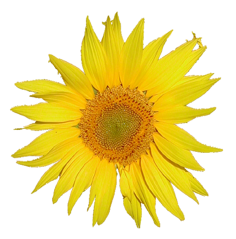 Súbor:Tournesol.png