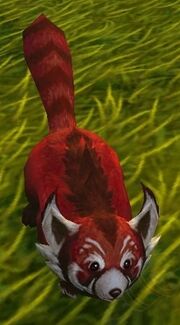 Red Panda