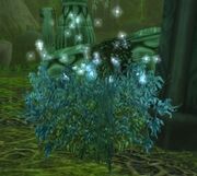 Stardust Covered Bush