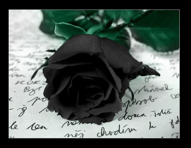 File:Black-Rose-gothic-28044558-858-665.jpg