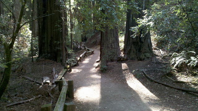 File:Woods6.png