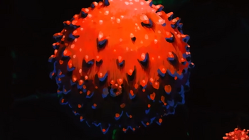 Fruit of Shinseiju