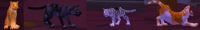 Cats