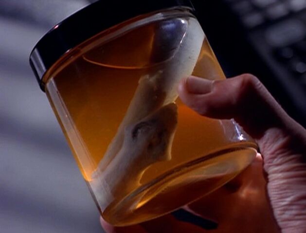 File:Flatworm in jar.jpg