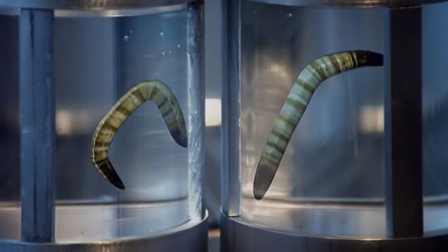 File:Parasitic ice worms.jpg