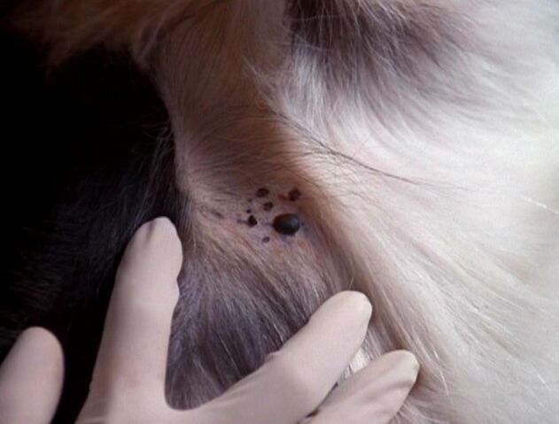 File:Black nodules on dog.jpg